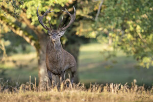 Photos animalières par Pascal Picard, photographies d'animaux, oiseaux dans la forêt de Fontainebleau