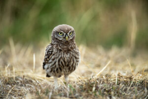 Photos animalières par Pascal Picard, photographies d'animaux, oiseaux dans la forêt de Fontainebleau