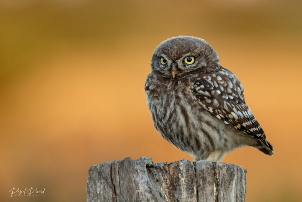 Chouette Athena - photo animalière de Pascal Picard