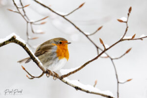 Photos animalières par Pascal Picard, photographies d'animaux, oiseaux dans la forêt de Fontainebleau