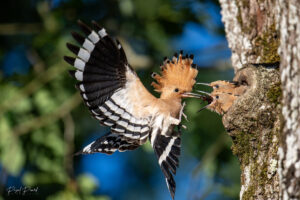 Photos animalières par Pascal Picard, photographies d'animaux, oiseaux dans la forêt de Fontainebleau